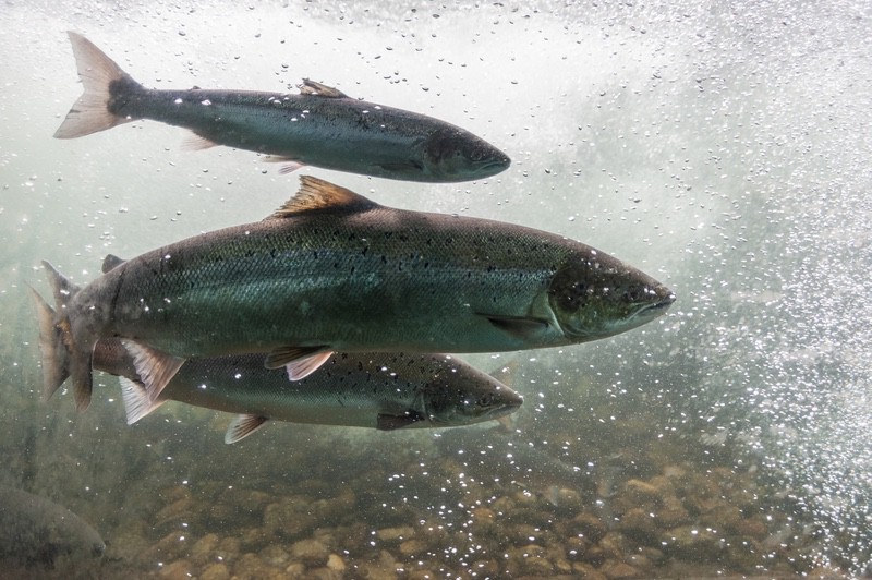 Salmon DNA Injections